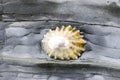 Common Limpet