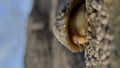 The Common Limpet hiding, Patella vulgata, Sea Mollusc, is an aquatic snail with uncommonly strong teeth.