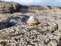 The Common Limpet, Patella vulgata, Sea Mollusc, is an aquatic snail with uncommonly strong teeth. Royalty Free Stock Photo