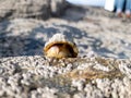 The Common Limpet, Patella vulgata, Sea Mollusc, is an aquatic snail with uncommonly strong teeth. Royalty Free Stock Photo