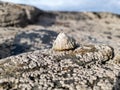 The Common Limpet, Patella vulgata, Sea Mollusc, is an aquatic snail with uncommonly strong teeth. Royalty Free Stock Photo