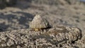 The Common Limpet, Patella vulgata, Sea Mollusc, is an aquatic snail with uncommonly strong teeth.