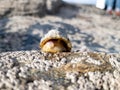 The Common Limpet, Patella vulgata, Sea Mollusc, is an aquatic snail with uncommonly strong teeth. Royalty Free Stock Photo