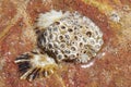 Common limpet shell in the sand