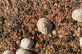Common limpet snails Patella vulgata Royalty Free Stock Photo