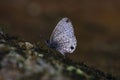 Common Line Blue Prosotas nora Royalty Free Stock Photo