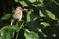 Common linnet