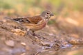 Common linnet on bank Royalty Free Stock Photo