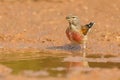 Common linnet - Carduelis cannabina Royalty Free Stock Photo