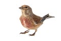 Common linnet, Carduelis cannabina, isolated on white background. Male