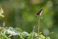 Common linnet Carduelis cannabina