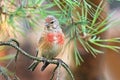 Common linnet Linaria cannabina Royalty Free Stock Photo