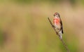 Common linnet, Linaria cannabina. In the early morning, the male sits on a branch, the sun beautifully illuminates the model Royalty Free Stock Photo