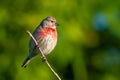 Common linnet, Linaria cannabina. In the early morning, the male sits on a branch, the sun beautifully illuminates the model Royalty Free Stock Photo