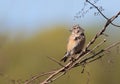 Common linnet, Linaria cannabina. A female bird sits on a branch, her feathers ruffled by the wind Royalty Free Stock Photo