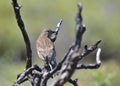 Common Linnet, Greece Royalty Free Stock Photo