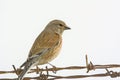 Common Linnet, Greece