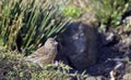 Common Linnet, Greece Royalty Free Stock Photo