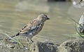 Common Linnet, Greece Royalty Free Stock Photo