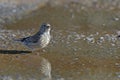 Common Linnet, Greece Royalty Free Stock Photo