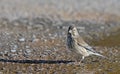 Common Linnet, Greece Royalty Free Stock Photo