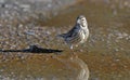 Common Linnet, Greece Royalty Free Stock Photo