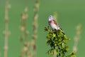 Common Linnet (Linaria cannabina) male Royalty Free Stock Photo