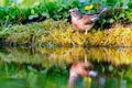 Common linnet Linaria cannabina Royalty Free Stock Photo