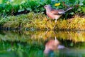 Common linnet (Linaria cannabina Royalty Free Stock Photo