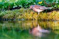 Common linnet (Linaria cannabina