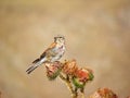 Common Linnet , Linaria cannabina