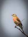 Male Linnet Linaria cannabina Royalty Free Stock Photo