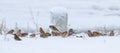 Common linnet, Linaria cannabina. Snowy winter morning. Birds eat the seeds of the plant Royalty Free Stock Photo