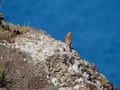 Common linnet, Linaria cannabina. St Abb\'s Head, Scotland Royalty Free Stock Photo