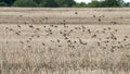 Common Linnets in flight over a recently harvested rape field