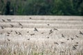 Common Linnets in flight over a recently harvested rape field