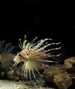 Common Lion Fish, pterois volitans