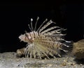 Common Lion Fish, pterois volitans