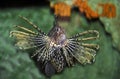 Common Lion Fish, pterois volitans, Venemous Fish