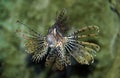 COMMON LION FISH pterois volitans, VENOMOUS FISH