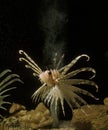 Common Lion Fish, pterois volitans, Venomous Specy, Adult