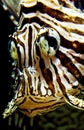 Common Lion Fish, pterois volitans, Venomous Specy, Adult