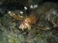 Common lion fish