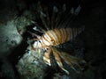 Common lion fish