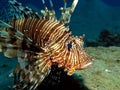 Common lionfish Royalty Free Stock Photo