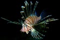 Common Lionfish Royalty Free Stock Photo