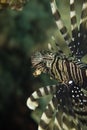 Common lionfish Royalty Free Stock Photo