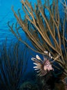 Right fish, wrong ocean, common lion fish in Bonaire