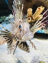 Common Lionfish or devil firefish Royalty Free Stock Photo
