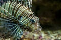 Common Lionfish or Devil firefish (Pterois miles) Royalty Free Stock Photo